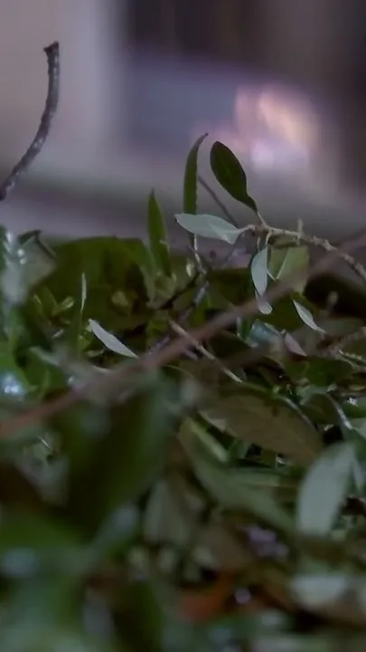 Hurricane Isaias update from Downtown Pensacola (Video)