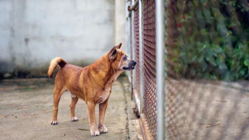 LAPD dog shooting- Dr. James Crosby on police dog encounters and less-lethal options