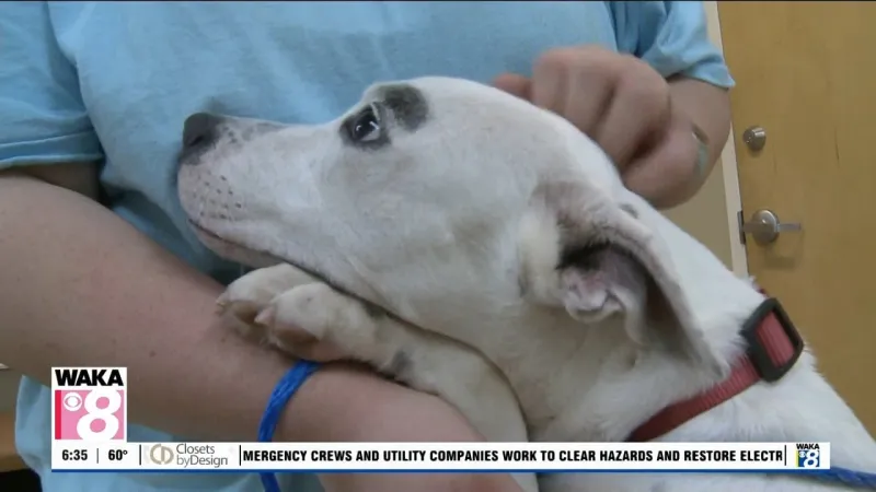 Pets of the Week: October 12