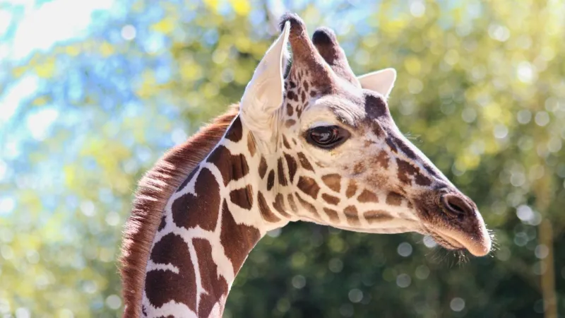 Birmingham Zoo welcomes young giraffe Onduli to Trails of Africa