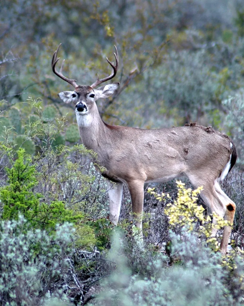 Headed Outdoors: Alabama sportsmen can hunt the rut all season
