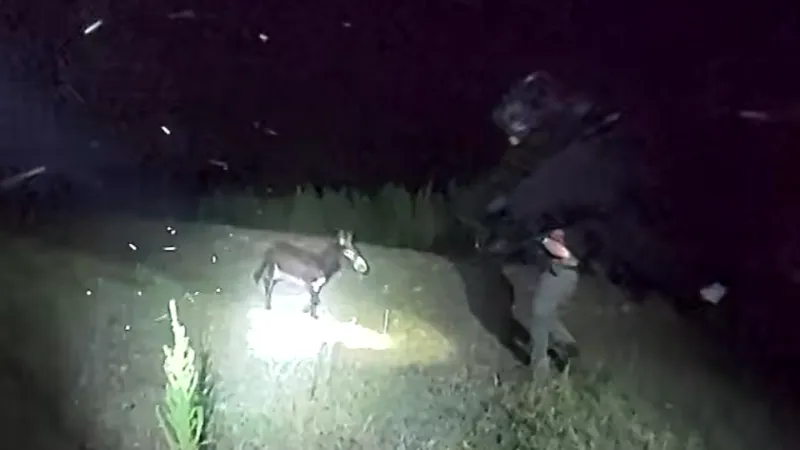 Bodycam video in fatal shooting of HeeHaw the donkey by Cedartown Police officer