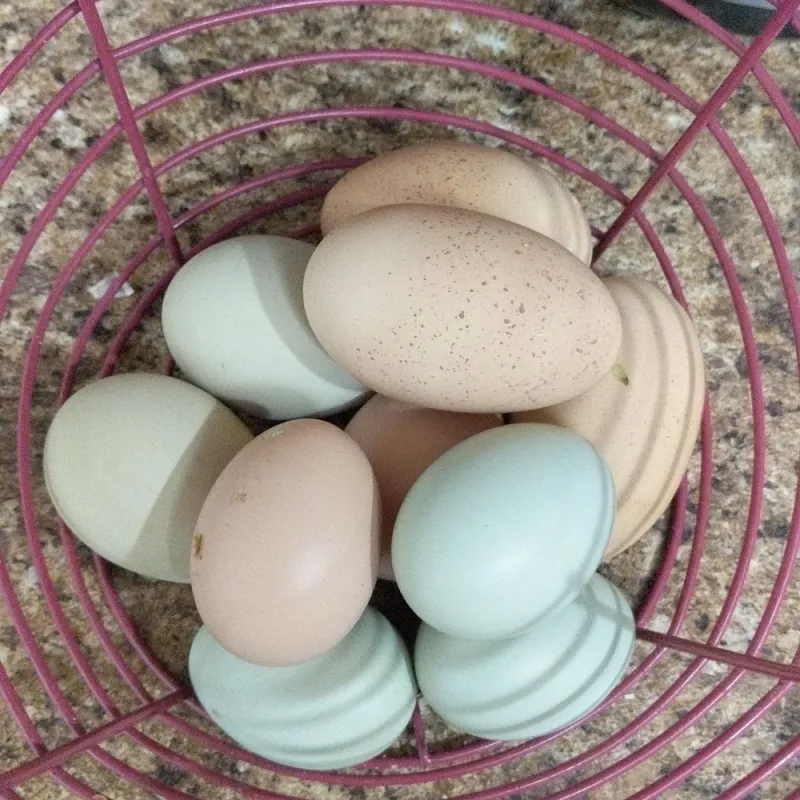 Finding My Second Career at Planting Chicks Farm