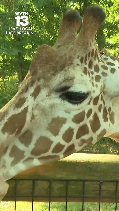 Onduli the giraffe makes public debut at Birmingham Zoo (Video)