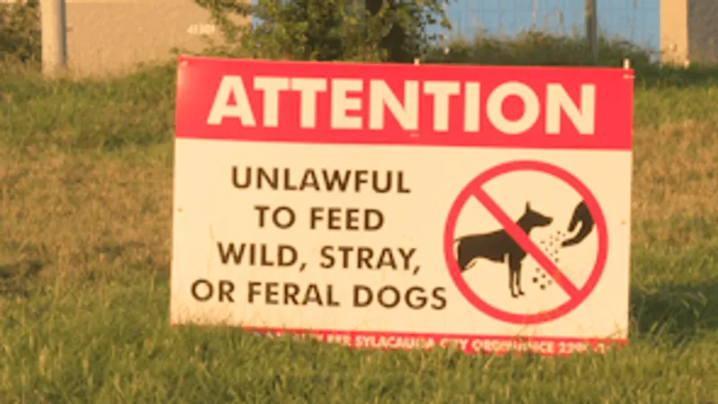 Sylacauga begins next phase of effort to capture dogs along Highway 280