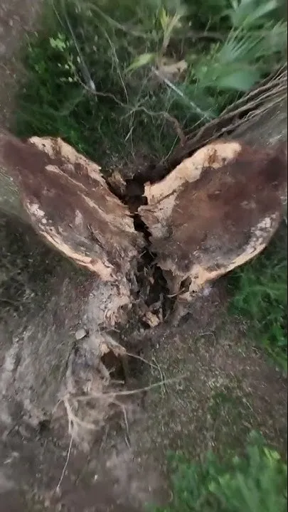 Hurricane Isaias splits massive oak tree and punches hole in Northwest Florida home (Video)