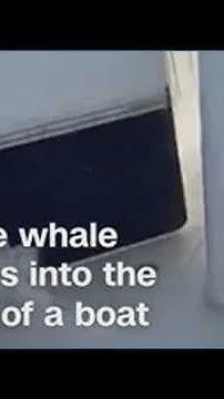 A pair of fishermen witness a breaching whale's attempt to jump into their boat! (Video)