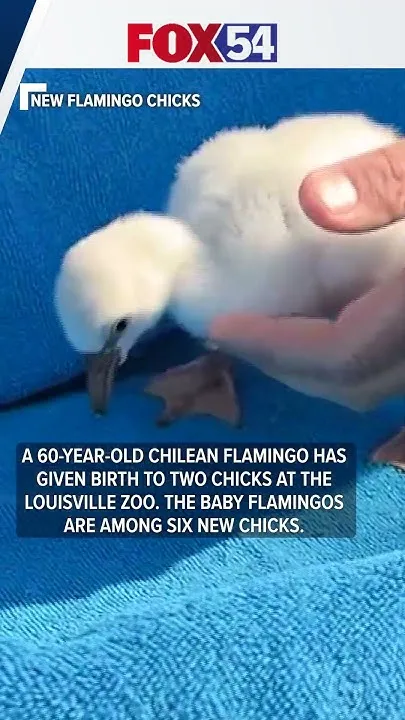 60-year-old flamingo is the mom to two new chicks! (Video)