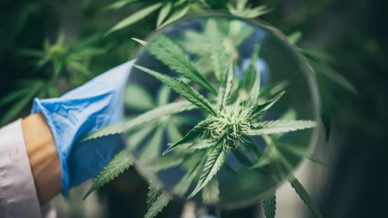 Opinion | Alabama farmers need Congress to regulate hemp