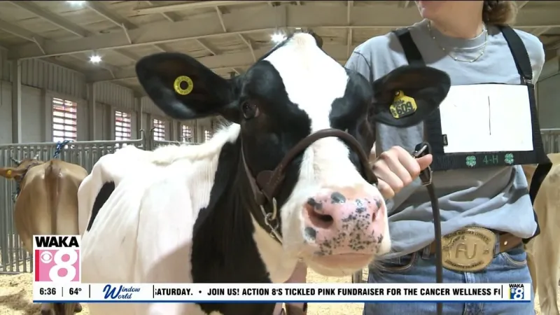 Dairy competition shows the other side of the Alabama National Fair