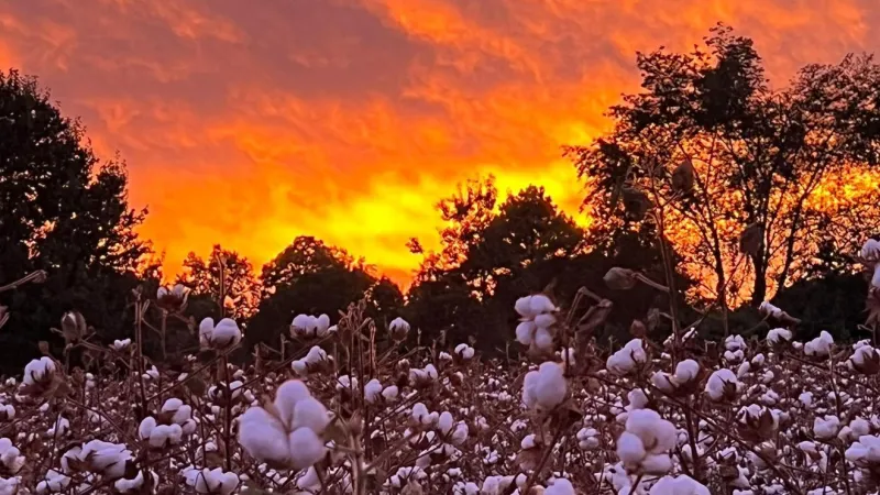Cold front brings windy, chilly weather to Alabama; sunny weekend ahead
