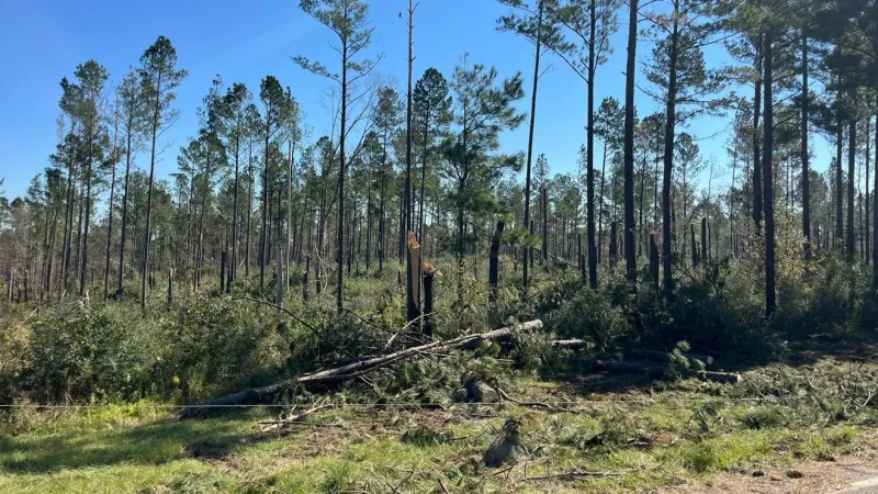 Estimated $33.5 Million in Alabama Timber Damage From Hurricane Isaias
