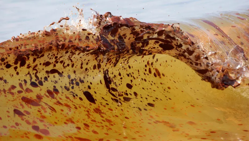 Marine life dramatically declined in the Gulf in years after BP oil spill, study finds