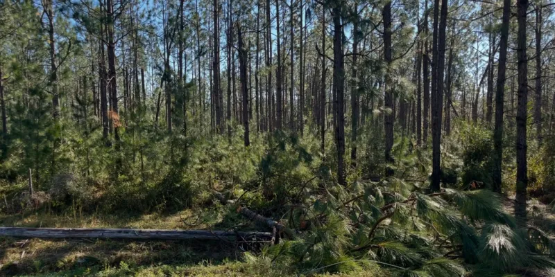 Hurricane Isaias causes estimated $33.5 million in Alabama timber damage