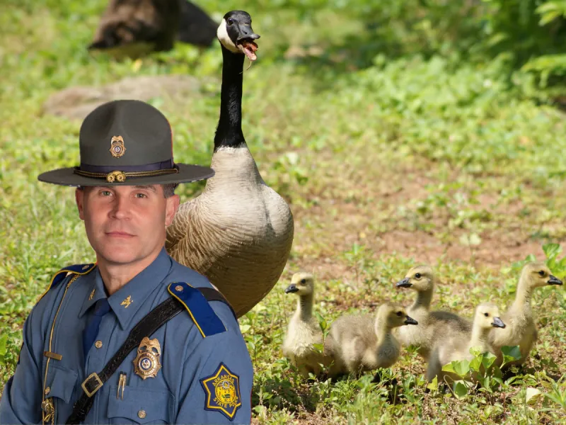 State Police director defends trooper who pursued goose family, ran over goslings