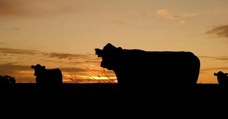 Arkansas Beef Council distributes money for projects