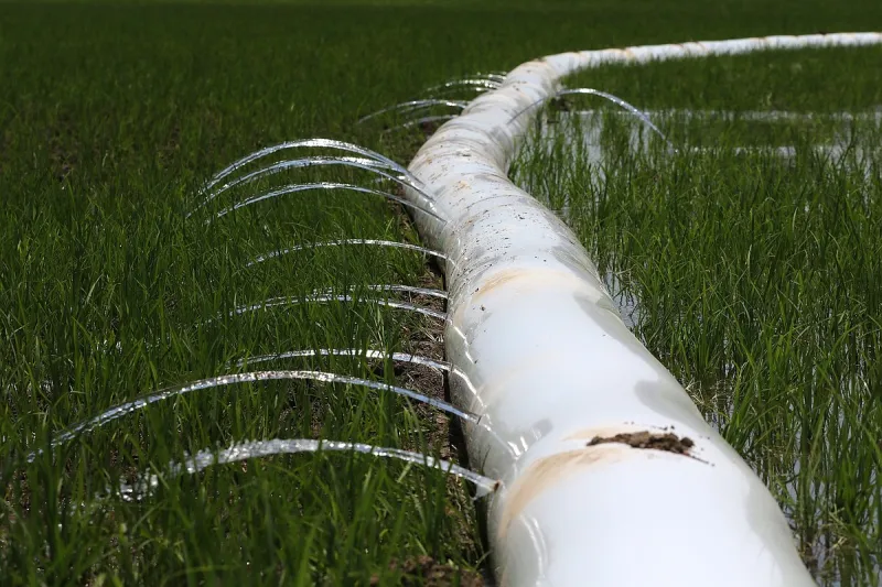 Arkansas rice farmers worry about drought, cost of fuel needed for irrigation