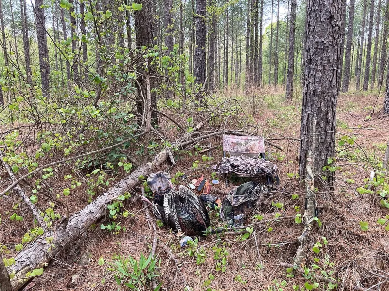 CONSERVATION: NWTF, USFS partnership helps wild turkeys