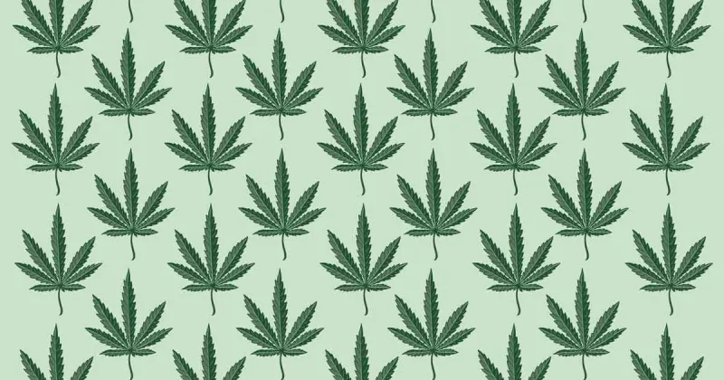 The feds have embraced medical marijuana. Now what?