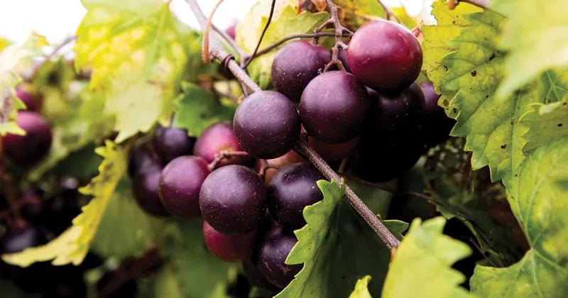 Research could help with state's muscadine production