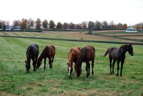 A-State vet school opens Large Animal Ambulatory Service