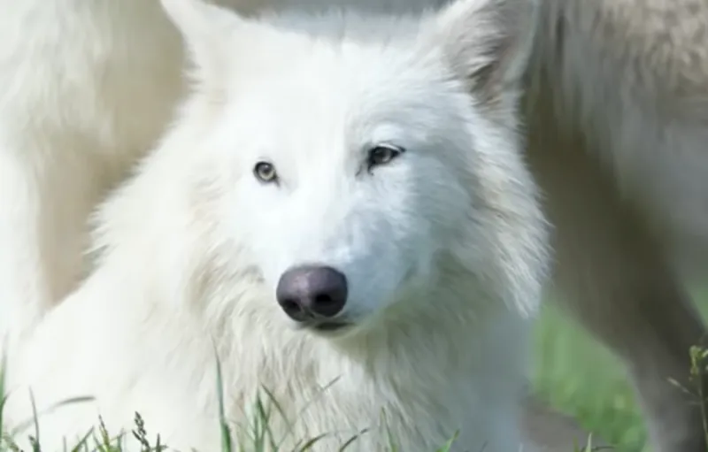 Dallas Biotech Firm's Resurrected Dire Wolves Are Now Ready to Reproduce
