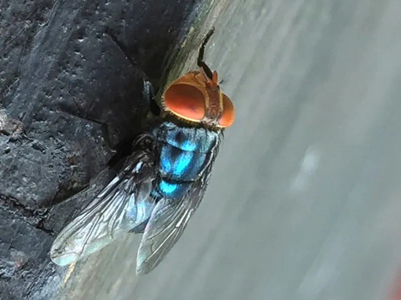 New World screwworm fly detected in Texas
