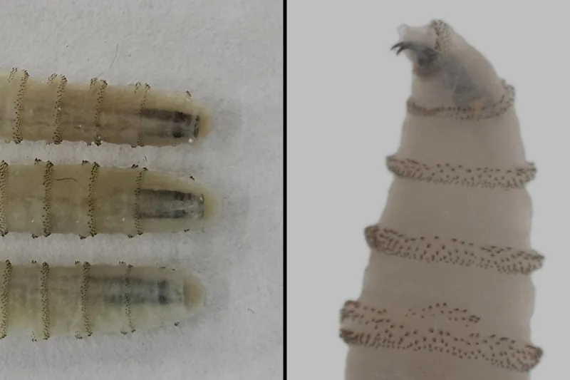New World Screwworm Detected - Texas Responds