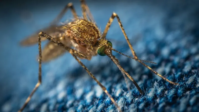 The Best Colors to Wear to Avoid Mosquito Bites