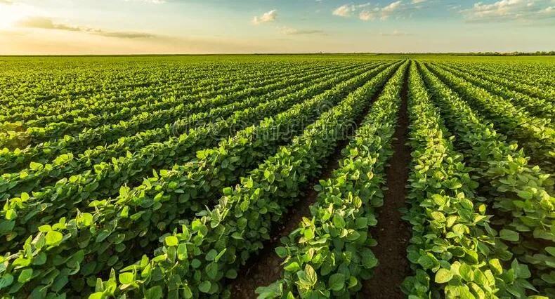 Brad Doyle appointed as a director on the United Soybean Board