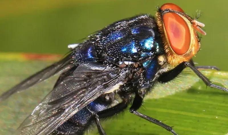 New World Screwworm infestation is spreading