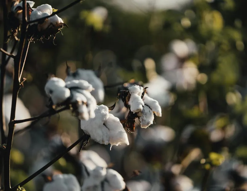 Why It Is Illegal to Grow Cotton in a Home Garden in Texas