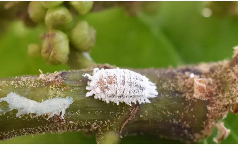 It Looks Like Mold, but It's Actually a Destructive Texas Pasture Threat