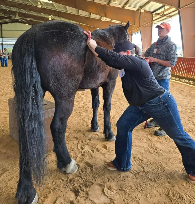 Animal Chiropractic on the Farm