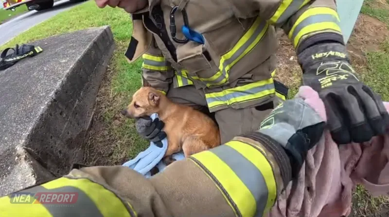 VIDEO: Paragould Firefighters Rescue Puppy From Storm Drain