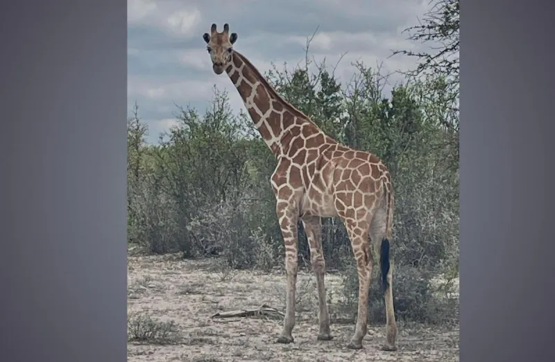 $5,000 Reward Offered for Missing Texas Giraffe Gracie