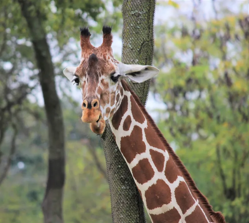 Have You Seen Gracie? Texas Searches for Escaped Giraffe