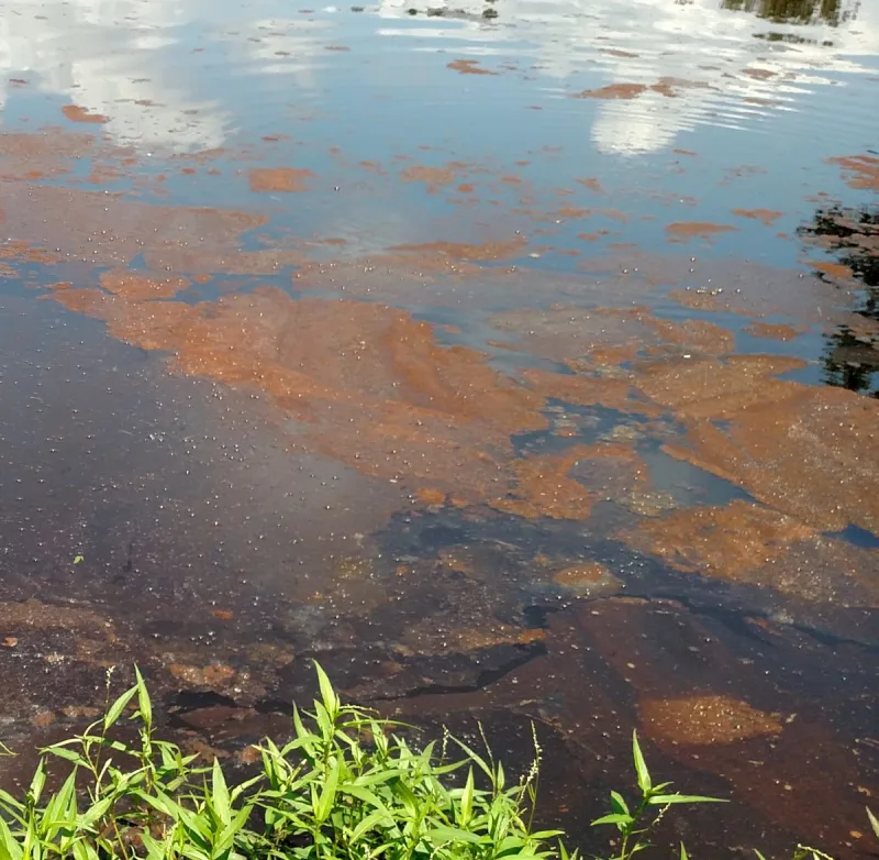 Possible Causes and Solutions for Red Water in Ponds