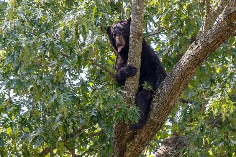 Fort Smith police urge caution following reports of multiple black bear sightings