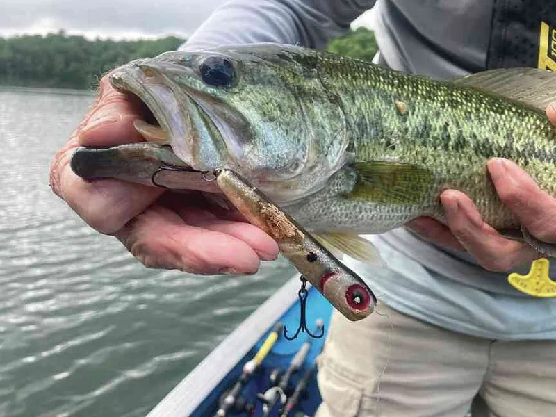 NWA fishing report: Bass bite good on surface at Sequoyah, bluegill always bite worms at Beaver