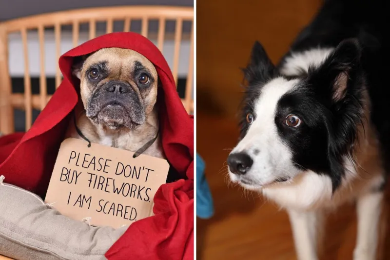 How to Keep Your Dog Calm During July 4th Fireworks