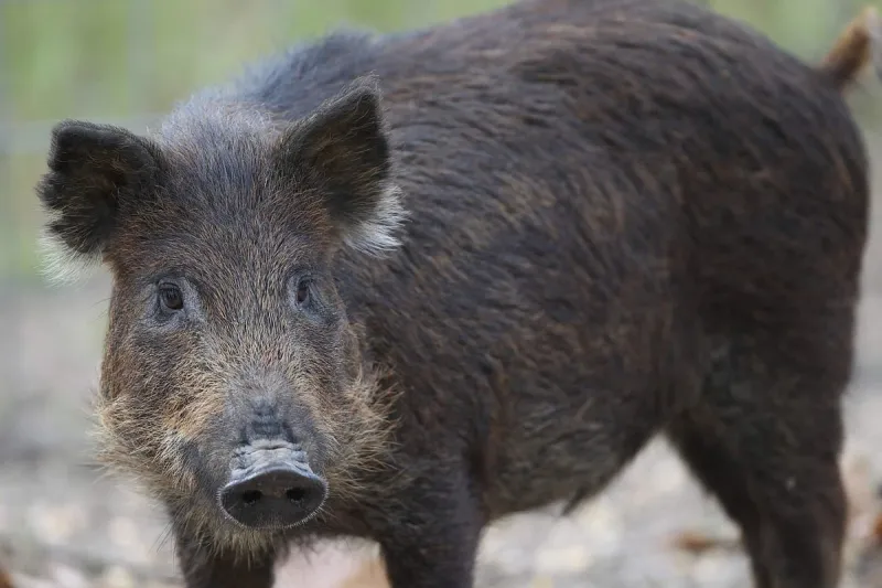 Change to Arkansas pesticide rules clear a path for use of warfarin in feral hog bait