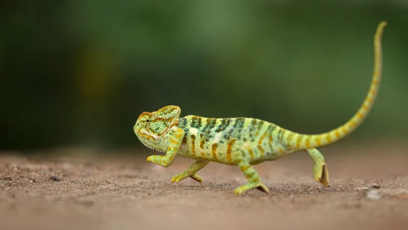 Southern Outlaw Exotic Pet Expo Set for July 11th-12th In Henderson