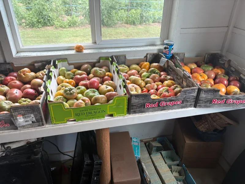 Tuesday to-do: Pick up some of Alan Leveritt's famous tomatoes at Edwards Food Giant