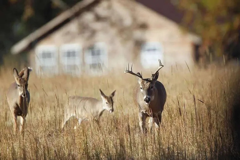 Archery hunters can register for fall urban deer hunts; program helps manage deer herds and feed Arkansans