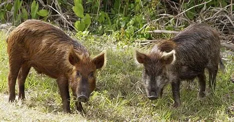 Rules established on pesticide use in fight with feral hogs