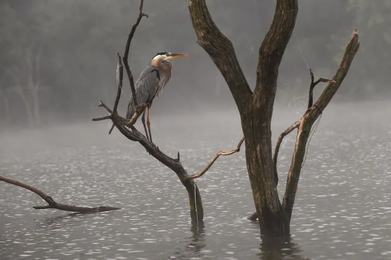 New $10.50 annual permits take effect on Arkansas Game and Fish Commission land, lakes