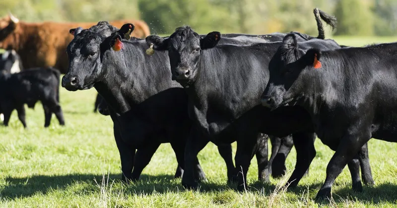 Drought conditions impacting cattle producers across the state