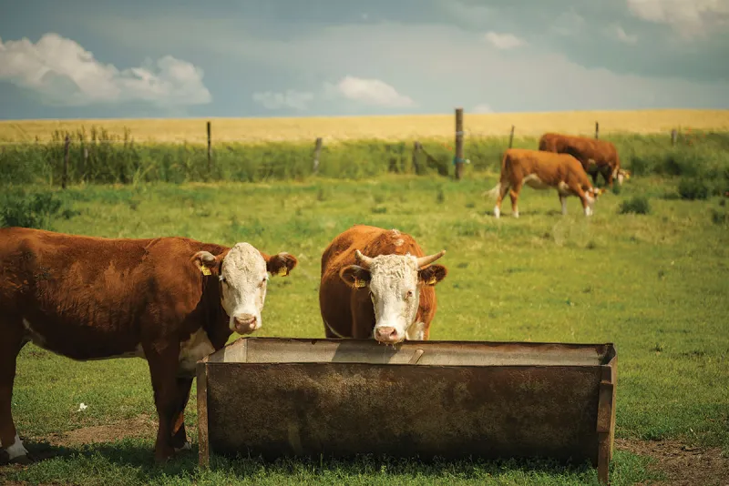 Clean Water Troughs Lead to Better Cattle Performance