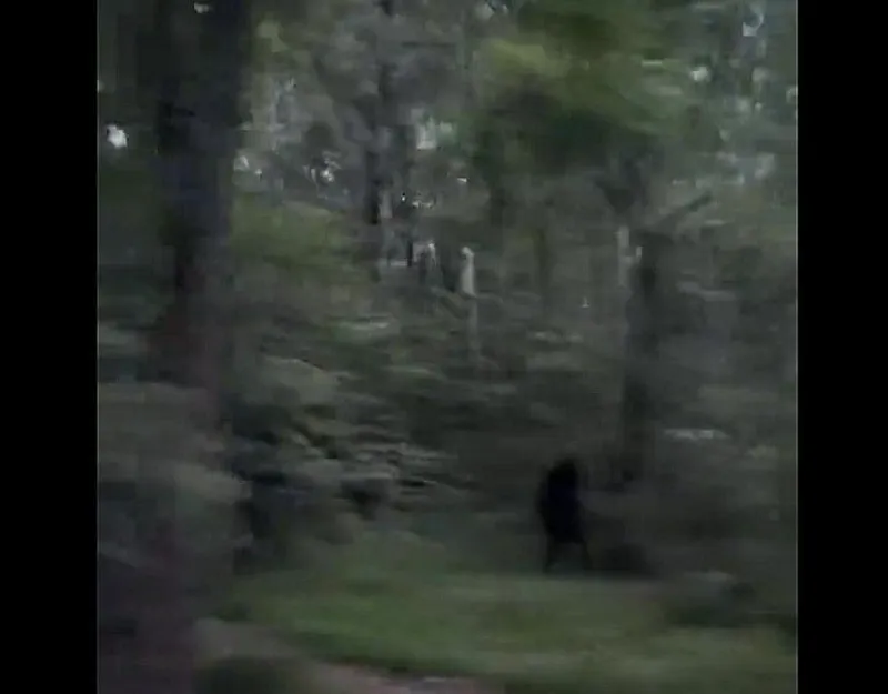 New Viral TikTok Bigfoot Video Has Millions Talking